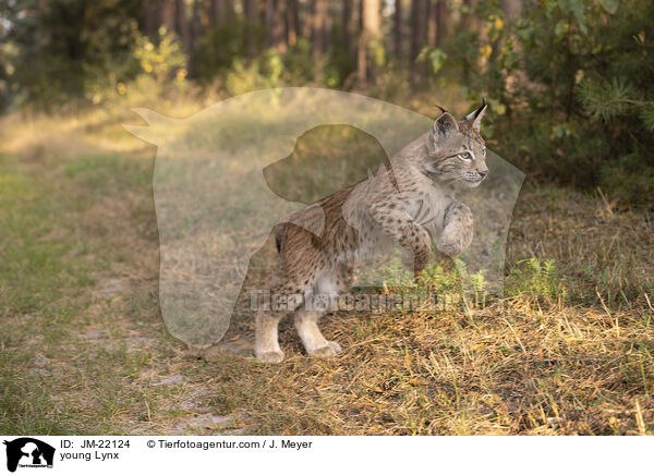 junger Luchs / young Lynx / JM-22124