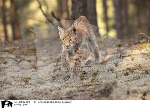 junger Luchs / young Lynx / JM-22160