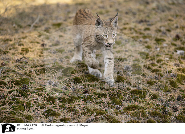 junger Luchs / young Lynx / JM-22170