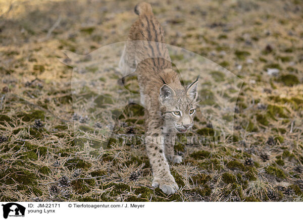 junger Luchs / young Lynx / JM-22171