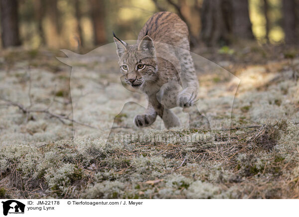 junger Luchs / young Lynx / JM-22178