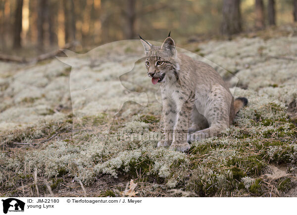 junger Luchs / young Lynx / JM-22180