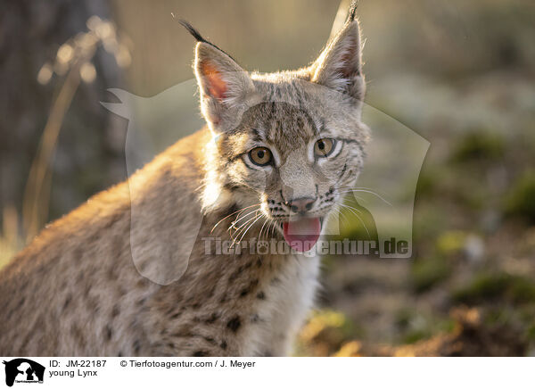 junger Luchs / young Lynx / JM-22187