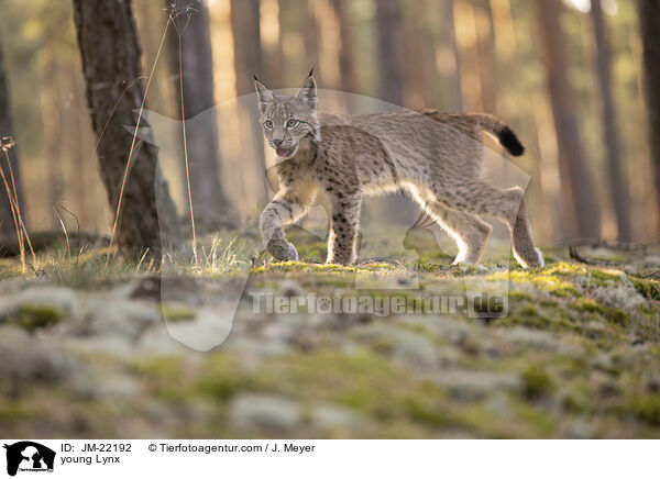 junger Luchs / young Lynx / JM-22192