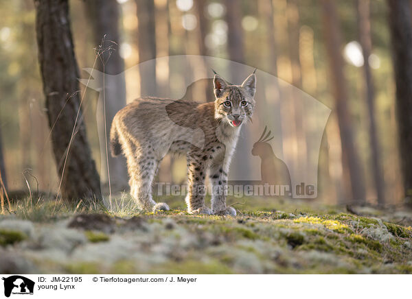 junger Luchs / young Lynx / JM-22195