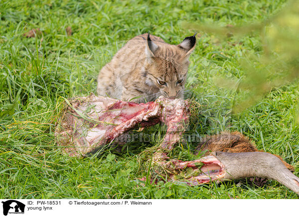 junger Luchs / young lynx / PW-18531