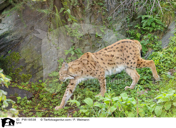 Luchs / lynx / PW-18538