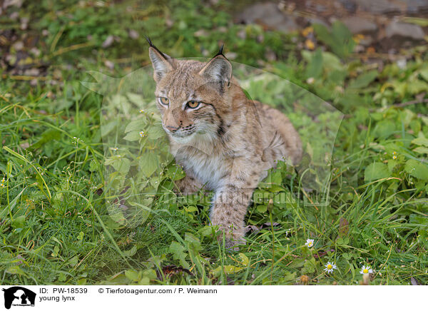 junger Luchs / young lynx / PW-18539