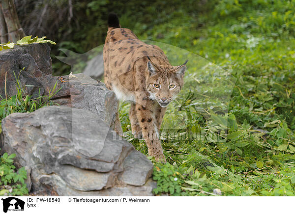 Luchs / lynx / PW-18540