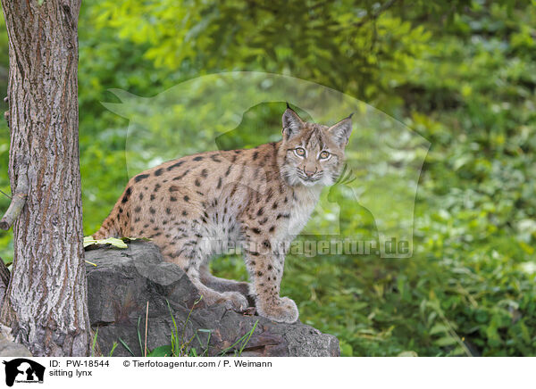 sitzender Luchs / sitting lynx / PW-18544