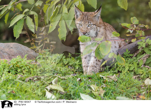 sitzender Luchs / sitting lynx / PW-18547