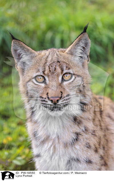 Luchs Portrait / Lynx Portrait / PW-18550