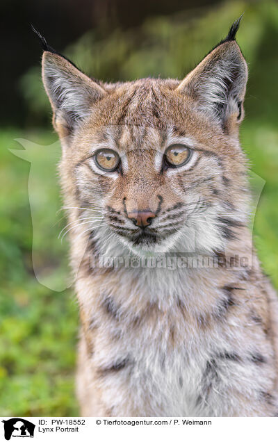 Luchs Portrait / Lynx Portrait / PW-18552