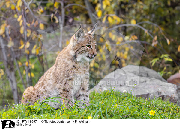 sitzender Luchs / sitting lynx / PW-18557