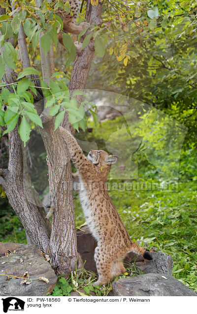 junger Luchs / young lynx / PW-18560