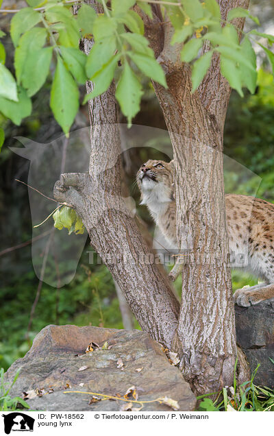 junger Luchs / young lynx / PW-18562