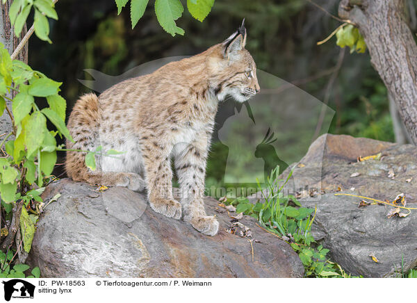 sitzender Luchs / sitting lynx / PW-18563