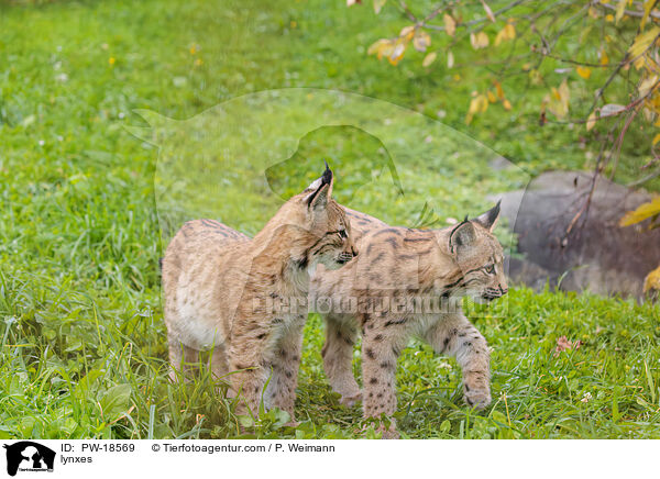 Luchse / lynxes / PW-18569