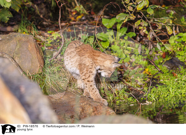 junger Luchs / young lynx / PW-18576