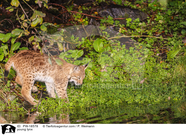 junger Luchs / young lynx / PW-18578