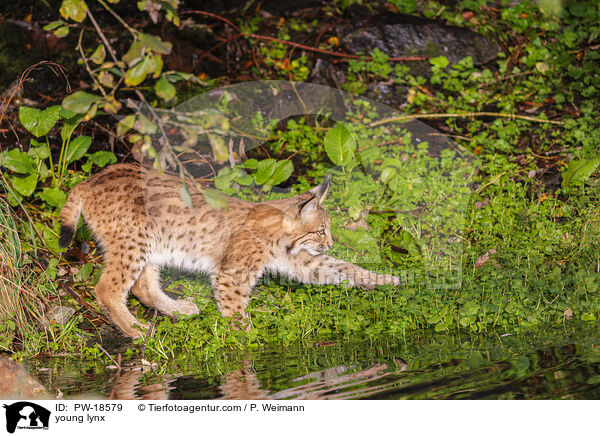 junger Luchs / young lynx / PW-18579