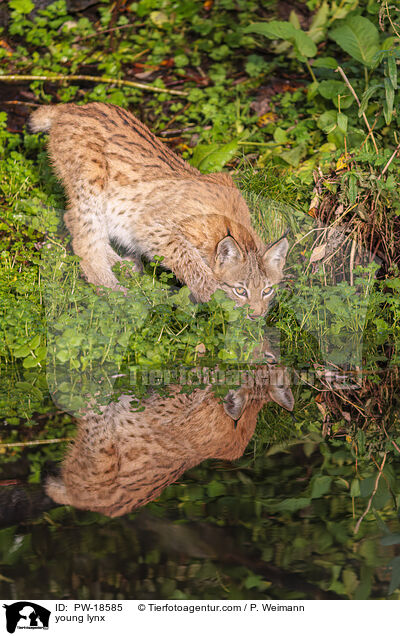 junger Luchs / young lynx / PW-18585