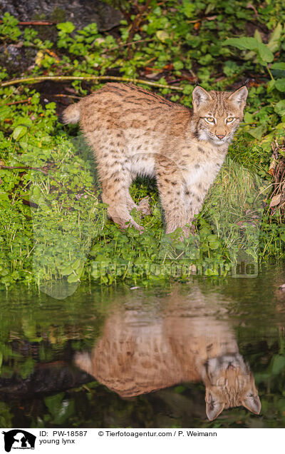 junger Luchs / young lynx / PW-18587