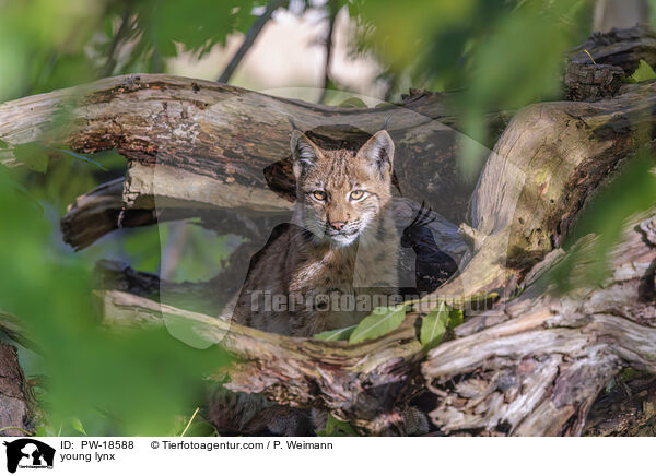 junger Luchs / young lynx / PW-18588