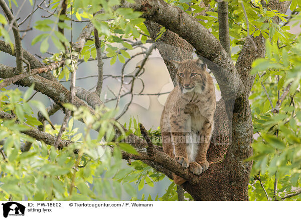 sitzender Luchs / sitting lynx / PW-18602