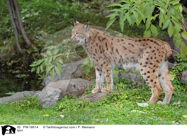 Luchs / lynx / PW-18614