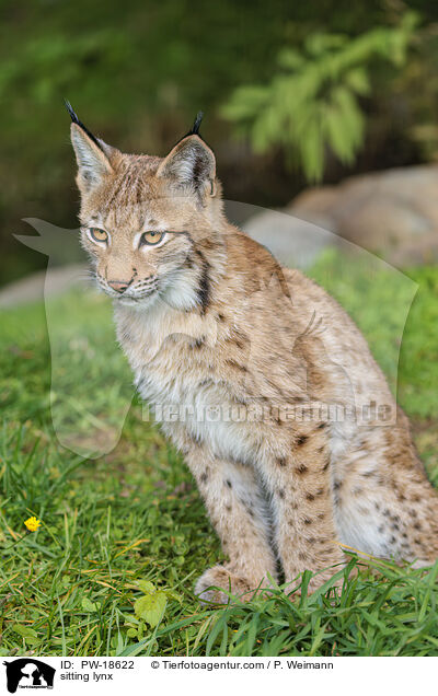 sitzender Luchs / sitting lynx / PW-18622