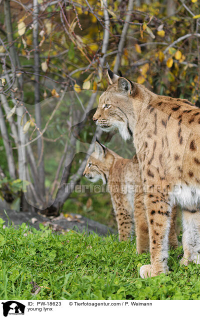 junger Luchs / young lynx / PW-18623