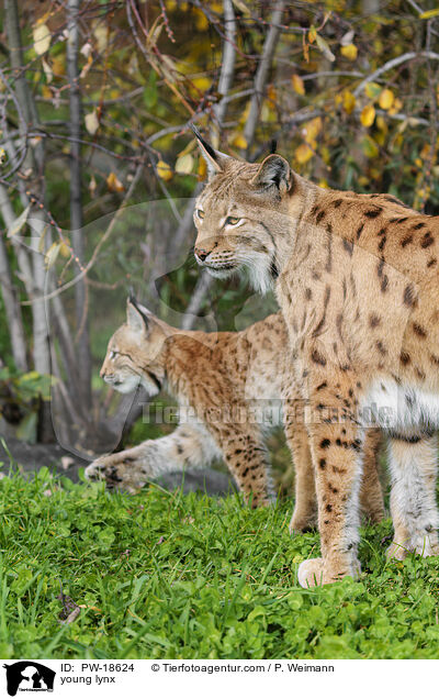 junger Luchs / young lynx / PW-18624