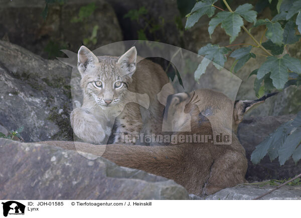 Luchs / Lynx / JOH-01585