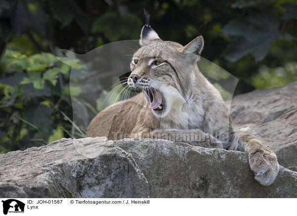 Luchs / Lynx / JOH-01587