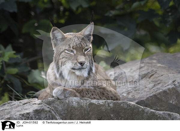 Luchs / Lynx / JOH-01592