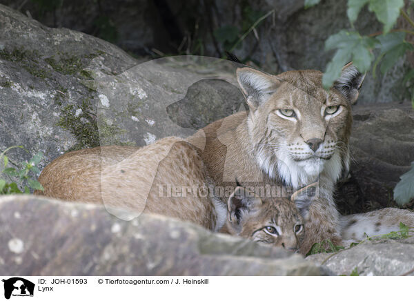 Luchs / Lynx / JOH-01593