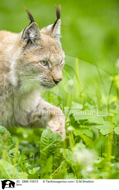 Luchs / lynx / DMS-10672