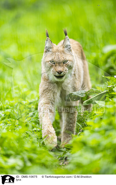 Luchs / lynx / DMS-10675