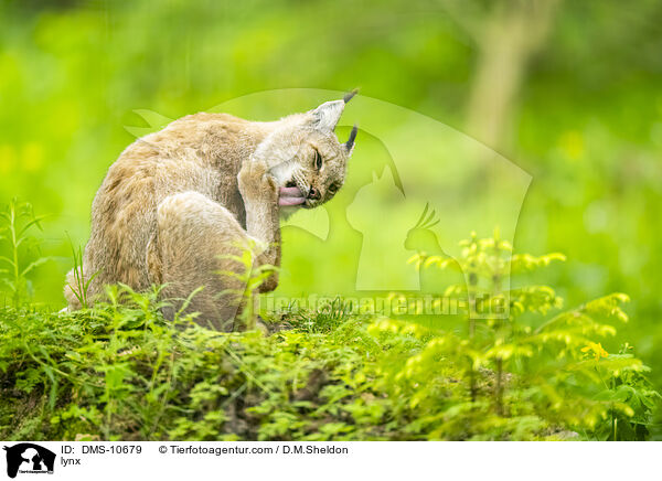 Luchs / lynx / DMS-10679