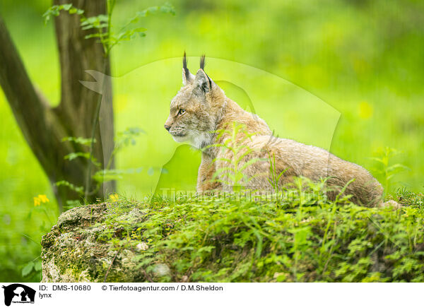 Luchs / lynx / DMS-10680