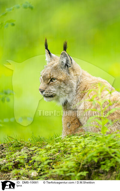 Luchs / lynx / DMS-10681