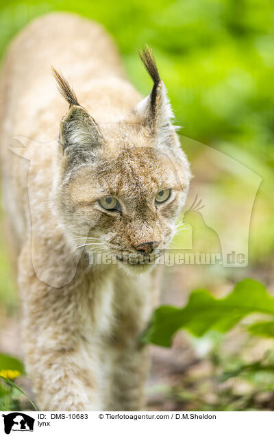 Luchs / lynx / DMS-10683