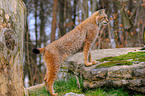 lynx