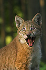 young European lynx