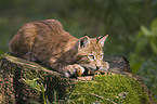 young European lynx