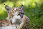 European lynx