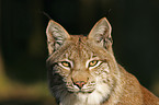 European lynx