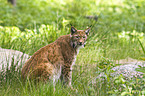 lynx