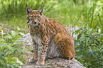 lynx